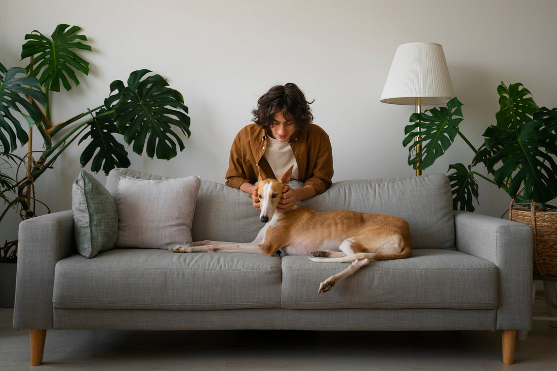 Pet Essentials: Everything Your Pet Needs for Everyday Care