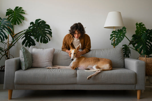 Pet Essentials: Everything Your Pet Needs for Everyday Care